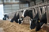 Farmers have struggled with the rising costs of fuel, animal feed and fertiliser. Picture: John Devlin