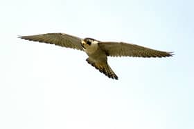 A peregrine falcon. Picture: David Foker