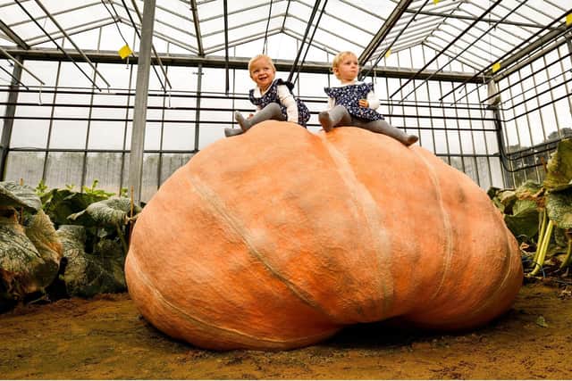 Pictured:  Twins Polly and Etta (1) on top of the giant pumpkin. Picture: Jordan Pettitt/Solent News & Photo Agency.