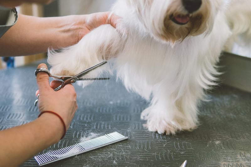 Ensuring that your dog is groomed regularly is important as it gets rid of excess hair that could be making your dog hot. Some dogs malt more in the summer and therefore it is a good idea to ensure they are brushed.