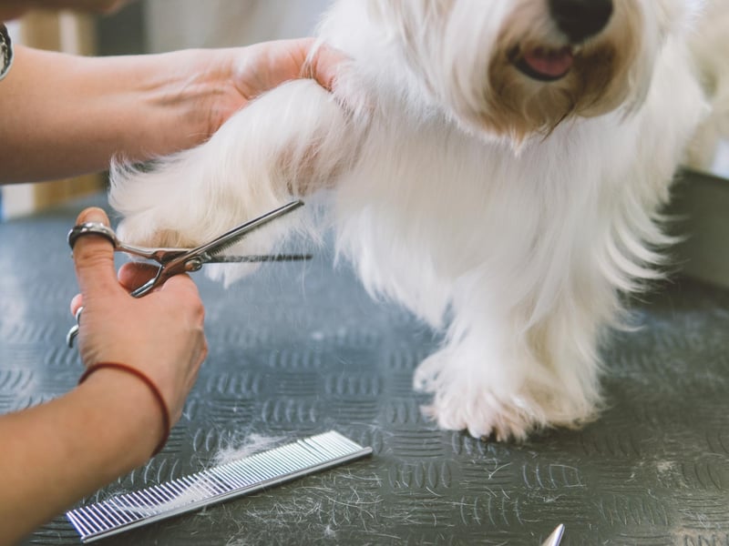 Ensuring that your dog is groomed regularly is important as it gets rid of excess hair that could be making your dog hot. Some dogs malt more in the summer and therefore it is a good idea to ensure they are brushed.