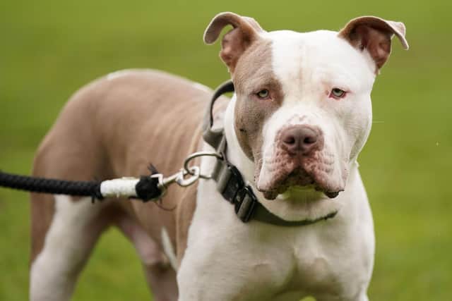 An XL Bully: Jacob King/PA Wire