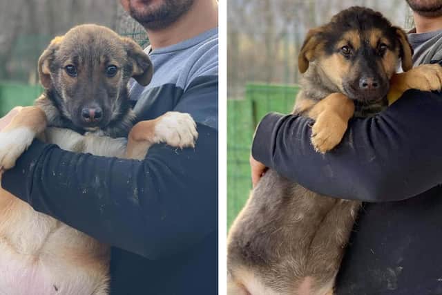 Three month old pups Bunny (left) and Remus are available for adoption at Phoenix Rehoming. Photo: Phoenix Rehoming