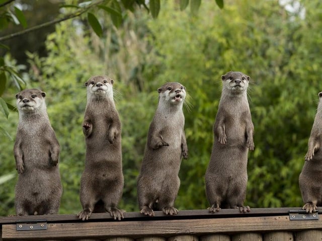 Marwell Wildlife has called for people to support its fundraising efforts following the break-in. Credit: Jason Brown Photography