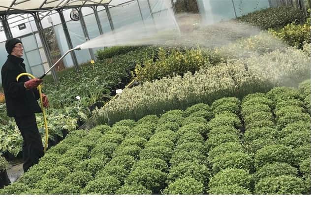Garden centre watering, image from the Horticultural Trades Association (HTA)