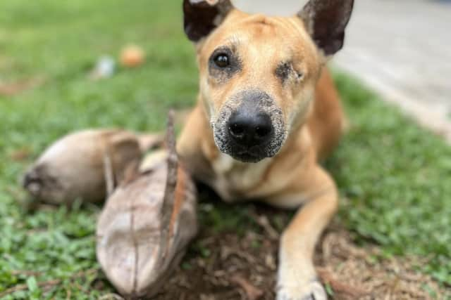 Hope, a street dog in Sri Lanka