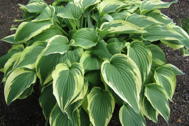 Hostas can be divided now. Picture: PA.