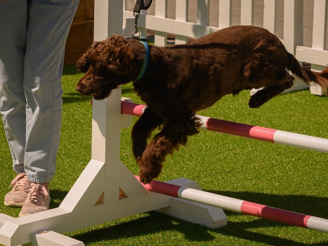 Another dog clears the fence.Picture: Keith Woodland (250521-42)