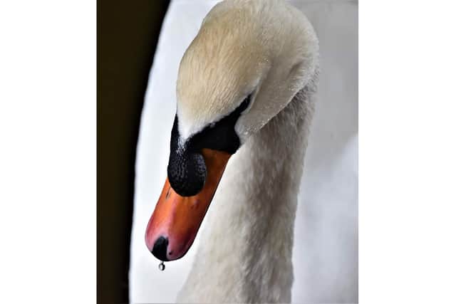 Pauline's stunning image of a swan.