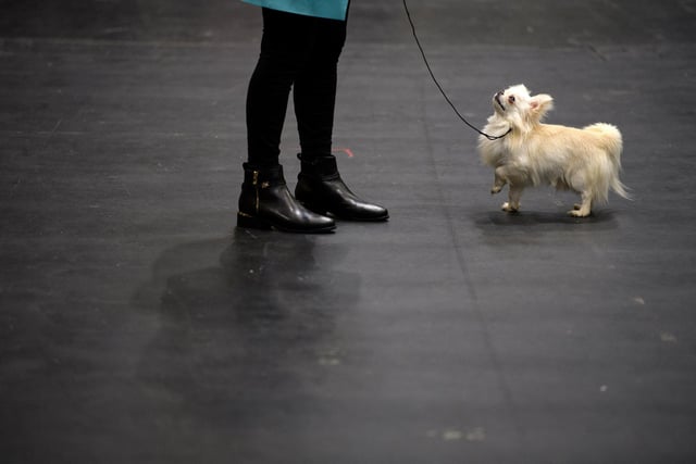 A Chihuahua will set you back around £1,010 on average. (Photo by OLI SCARFF/AFP via Getty Images)