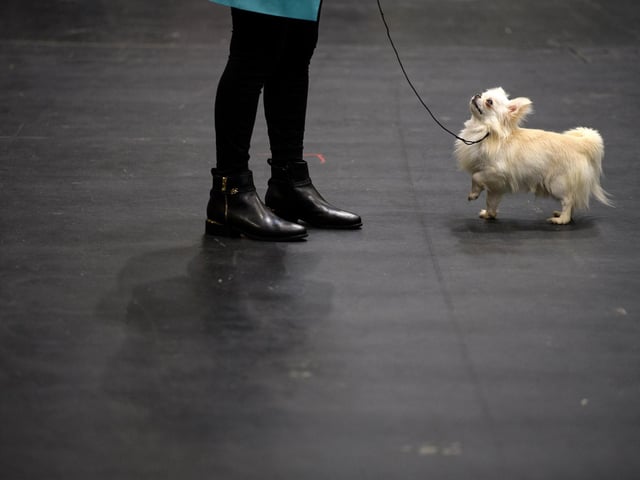 A Chihuahua will set you back around £1,010 on average. (Photo by OLI SCARFF/AFP via Getty Images)