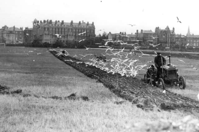 Southsea Common being ploughed. The photo is undated but it could have been shortly before the Second World War. Picture: Barry Cox collection