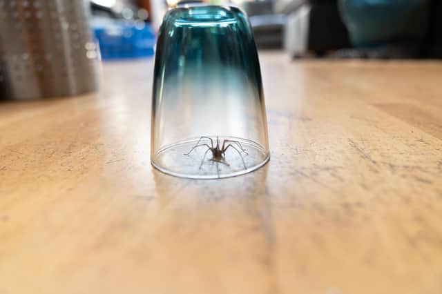 September is spider season. Pic: Shutterstock.