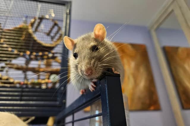 The London Pet Show Live says that rats can be the perfect pets for urban dwellers