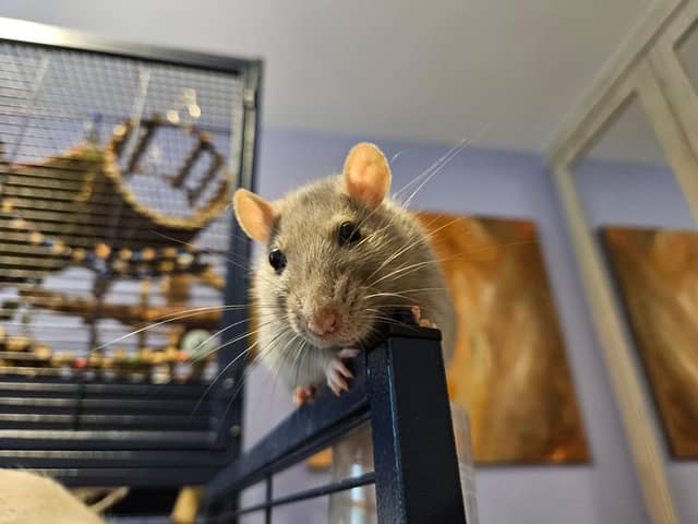 The London Pet Show Live says that rats can be the perfect pets for urban dwellers