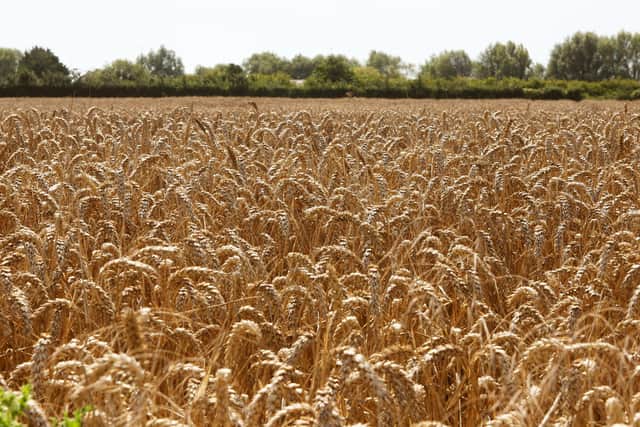 Blaise was so delighted to be eating in a restaurant he could have run through a corn field.  Photo by Derek Martin