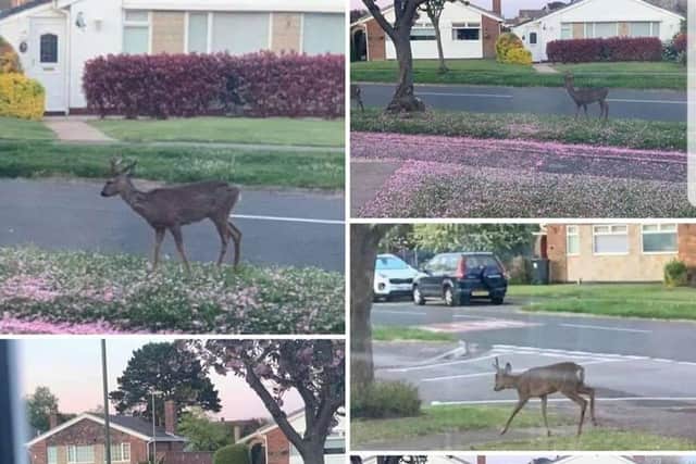 A deer in Peel Common. Pic Tina Helme on Facebook