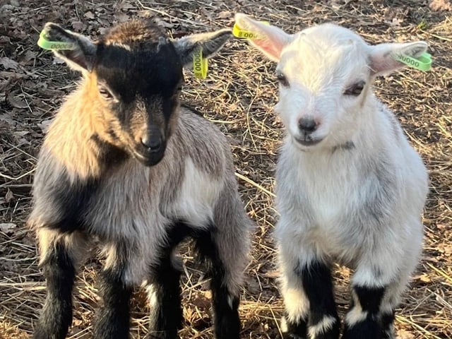 Ems Friendly Farm will be visiting Whiteley Shopping Centre on April 4 from 11am to 3pm giving little ones the opportunity to meet and learn about a range of animals, including baby goats, pot belly pigs, sheep and a Shetland pony. From April 1 to 16 Whiteley has organised an Easter Egg hunt with children invited to follow a special spring map to find 16 images of eggs in retailers’ shop windows. Maps can be collected from Explore Learning or by Whiteley’s toilet facilities next to the Market Square car park.