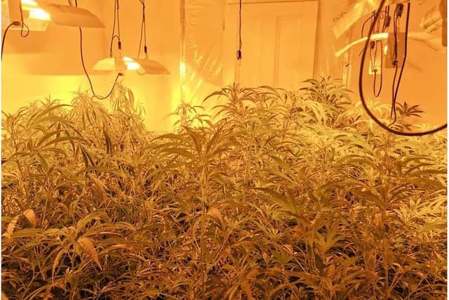 Cannabis farm discovered in Grayshott Road, Southsea. Picture: Hants Response Cops via Twitter