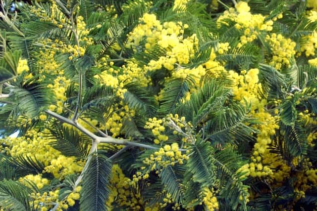 Mimosa tree.
