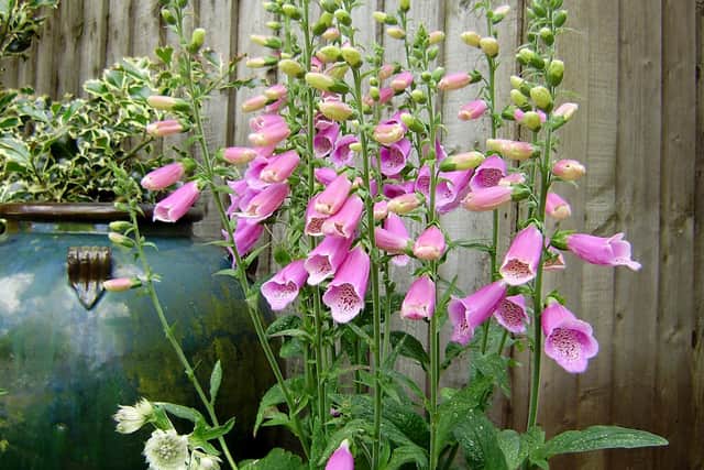Foxgloves.