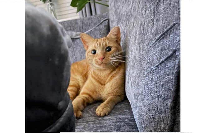 Barney the cat from Denmead before the incident