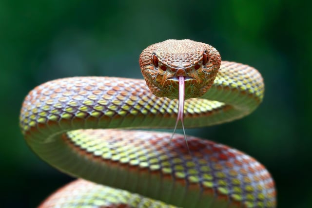 More than one in five people - 21 per cent - have a fear of snakes, otherwise known as ophidiophobia.