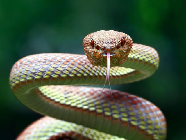 More than one in five people - 21 per cent - have a fear of snakes, otherwise known as ophidiophobia.