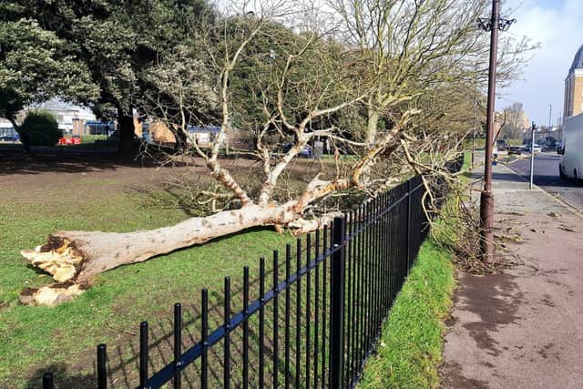 A tree blown down on Southsea Common during Storm Eunice
Picture: Alex Shute