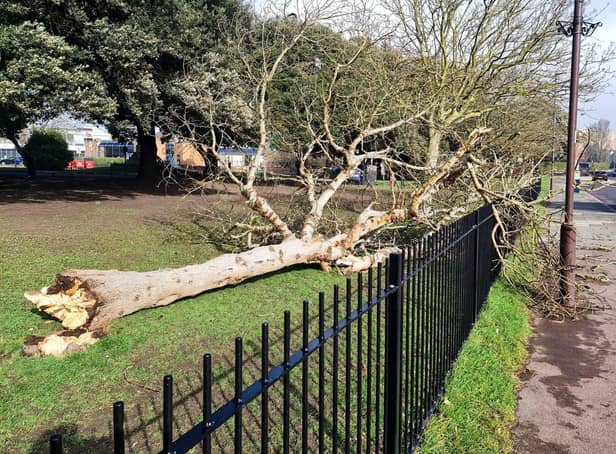 A tree blown down on Southsea Common during Storm Eunice Picture: Alex Shute