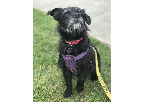 Little Roxy was attacked by Andrew Ide. Picture: RSPCA