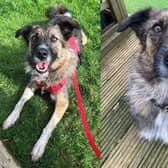 Stanlee is a 3 year old collie cross girl. She is exceptionally smart and enjoys learning. She has been in a foster home for nearly 1000 days.