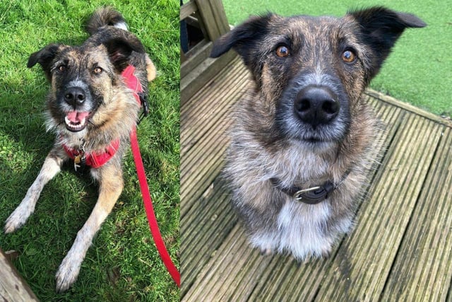 Stanlee is a 3 year old collie cross girl. She is exceptionally smart and enjoys learning. She has been in a foster home for nearly 1000 days.