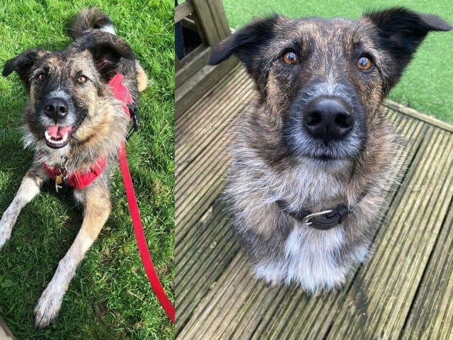Stanlee is a 3 year old collie cross girl. She is exceptionally smart and enjoys learning. She has been in a foster home for nearly 1000 days.
