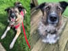 Dogs at Phoenix Rehoming: Stanlee the collie cross is desperately looking for forever home after nearly 1000 days in foster home