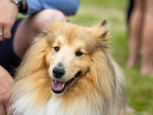 Shelby, a Shetland Sheepdog, enjoying the Denmead Fun Dog Show. Picture: Mike Cooter (210724)