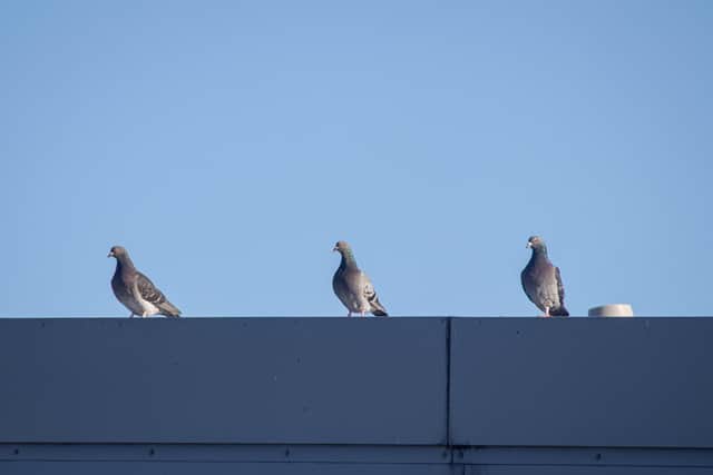 Pigeons in Portsmouth
Picture: Habibur Rahman