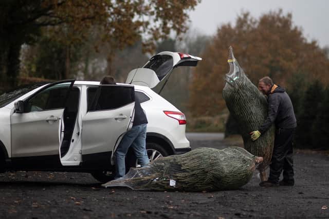 Christmas tree. Picture:: BEN STANSALL/AFP via Getty Images