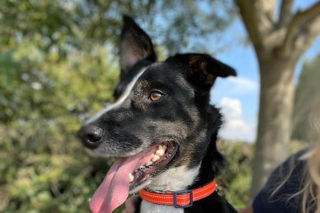 Two-year-old Collie, Waffle, who is being cared for by the team at The Stubbington Ark, Ranvilles Lane, Fareham. You can adopt him by visiting his Find a Pet page here: https://www.rspca.org.uk/findapet/details/-/Animal/WAFFLE/ref/BSA2106513/rehome. Picture: RSPCA