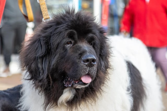 Locals braved the cold to celebrate the start of the Christmas festivites with a street party on Hayling Island on Saturday afternoon.

Pictured - Jackson, 11 was stealing the show

Photos by Alex Shute