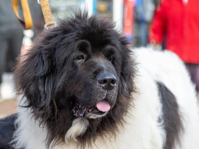 Locals braved the cold to celebrate the start of the Christmas festivites with a street party on Hayling Island on Saturday afternoon.Pictured - Jackson, 11 was stealing the showPhotos by Alex Shute