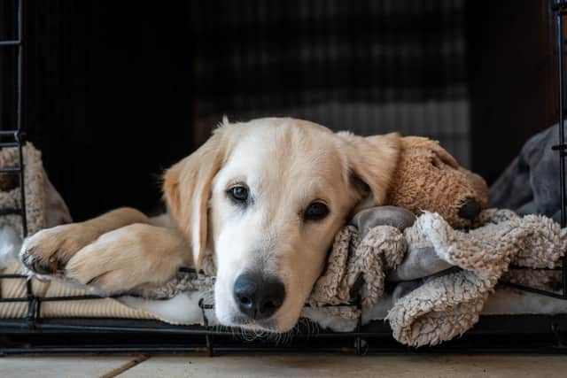 Create a den for dogs where they can take refuge from the noise and flashes of fireworks