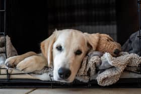 Create a den for dogs where they can take refuge from the noise and flashes of fireworks