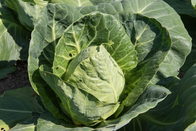 Hispi summer cabbage.