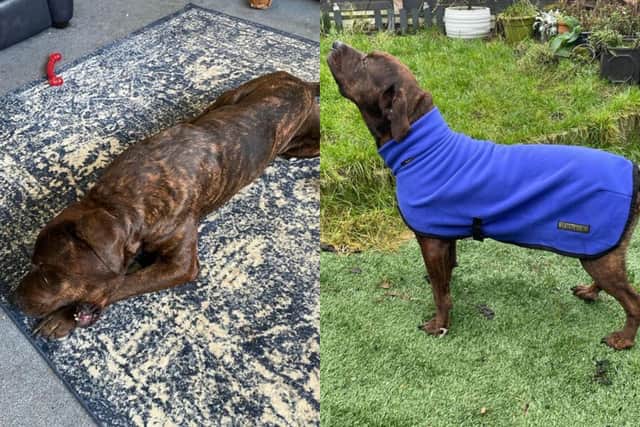 A before and after picture of Bailey, from when he was found, to being rehomed. Picture: Hampshire Constabulary.