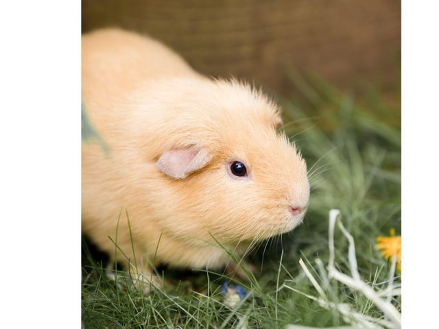 Napoleon is 4 years old and he is a real character, he loves to sit and watch everything that’s going on in the garden each day and he likes pea flakes before bedtime.