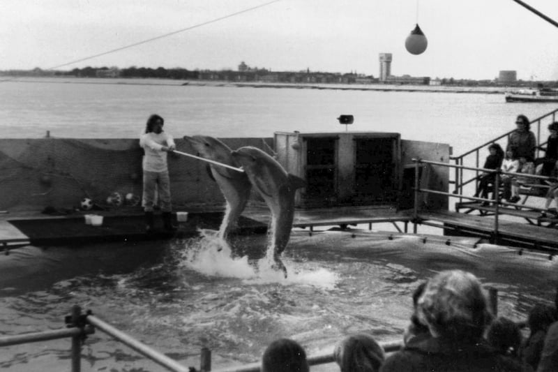 Patsy and Lulu, the dolphins performing at Clarence Pier funfair in the 1970's. Picture: Courtesy of Doris Hedges.