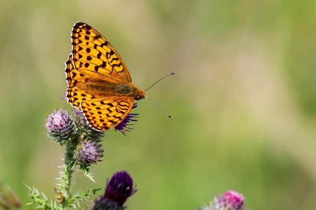 Fritillary butterfly by Paul Sharman.