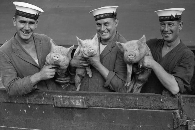 26th September 1933:  Three Royal Navy sailors from H M S Excellent holding a pig at Whale Island, Portsmouth.  (Photo by Fox Photos/Getty Images)