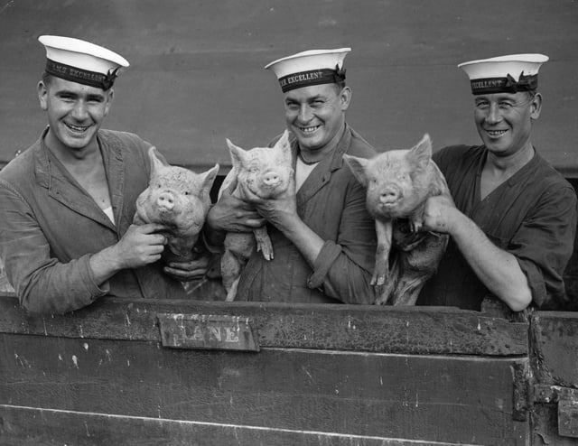 26th September 1933:  Three Royal Navy sailors from H M S Excellent holding a pig at Whale Island, Portsmouth.  (Photo by Fox Photos/Getty Images)